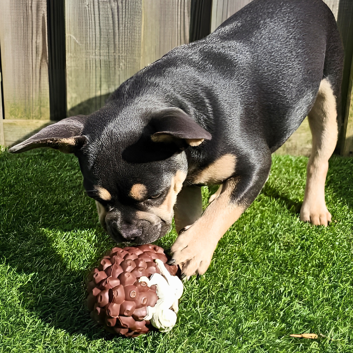 Hond Kalmeren Bij Angst | Tips Voor Een Rustige Hond – HappyPaws