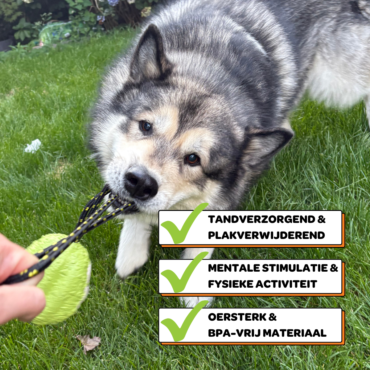 Octo het Koraalmonster - Maat L