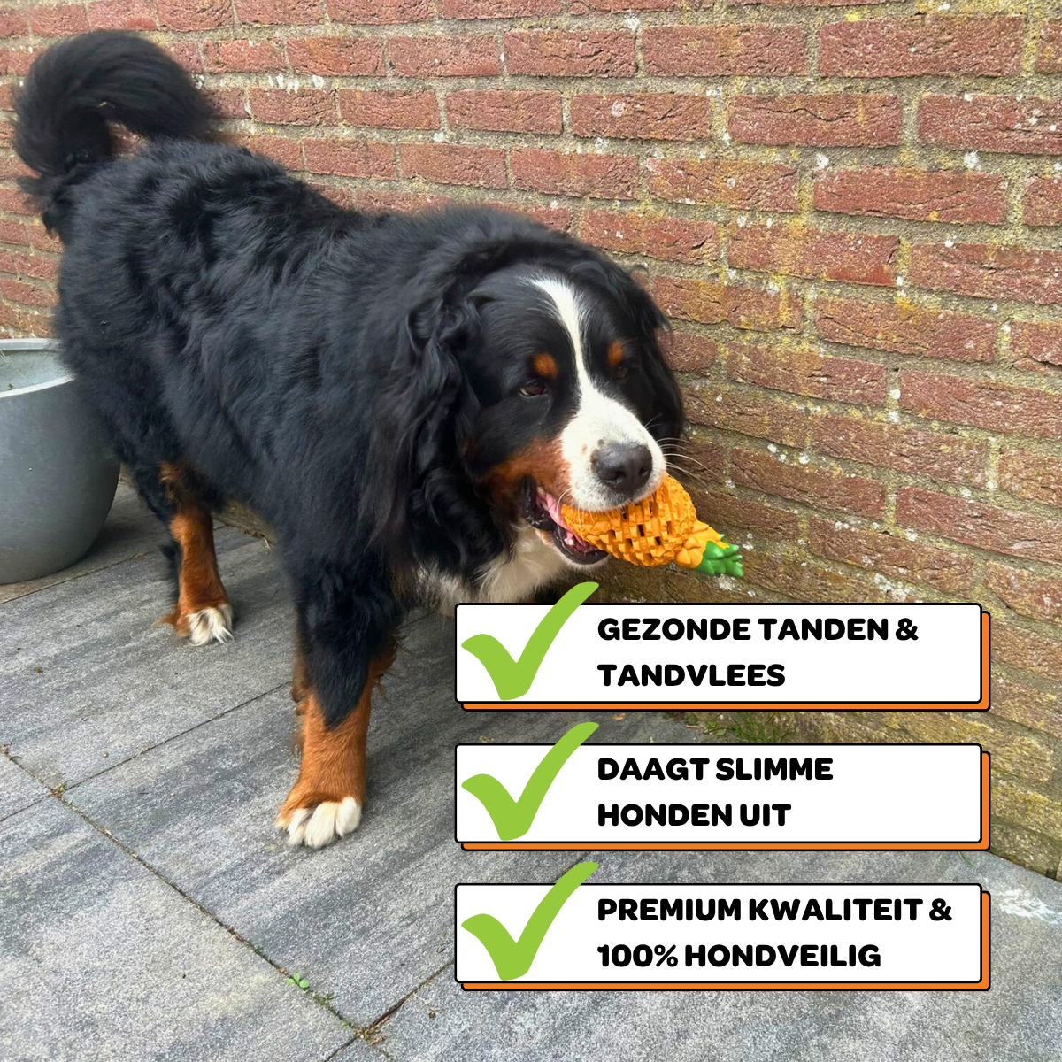 Anna de Ananas - Maat L