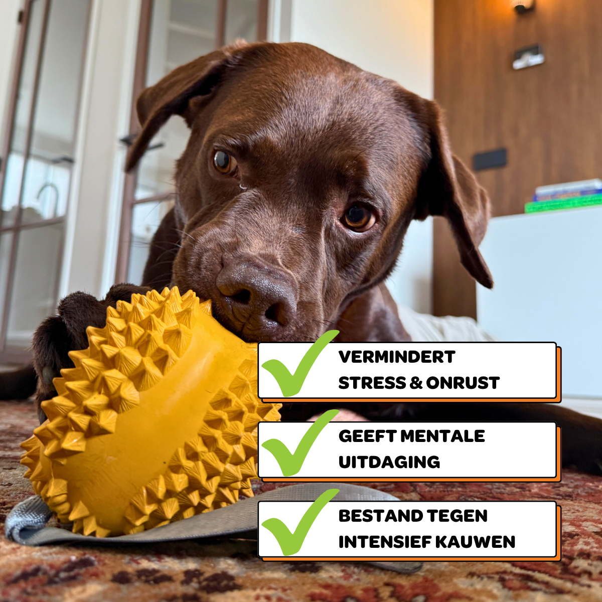 Odorius de Doerian - Maat L