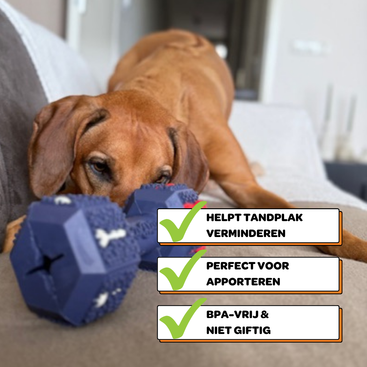 Arnold de Dumbbell - Maat L