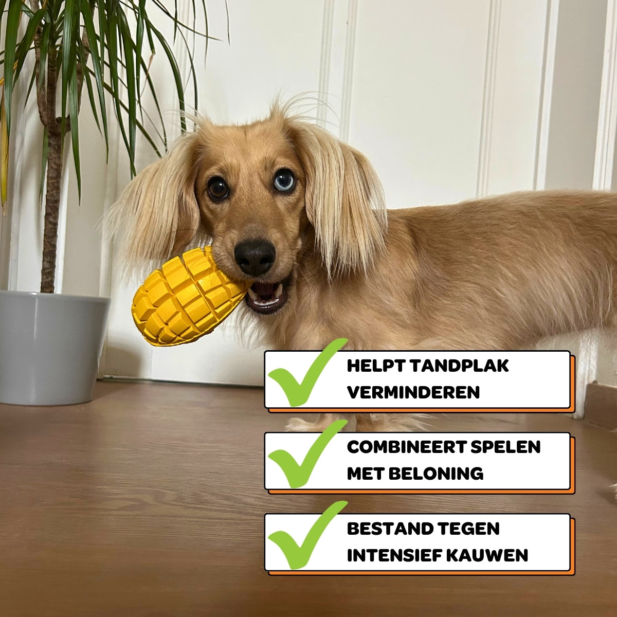 Max de Mango - Maat S