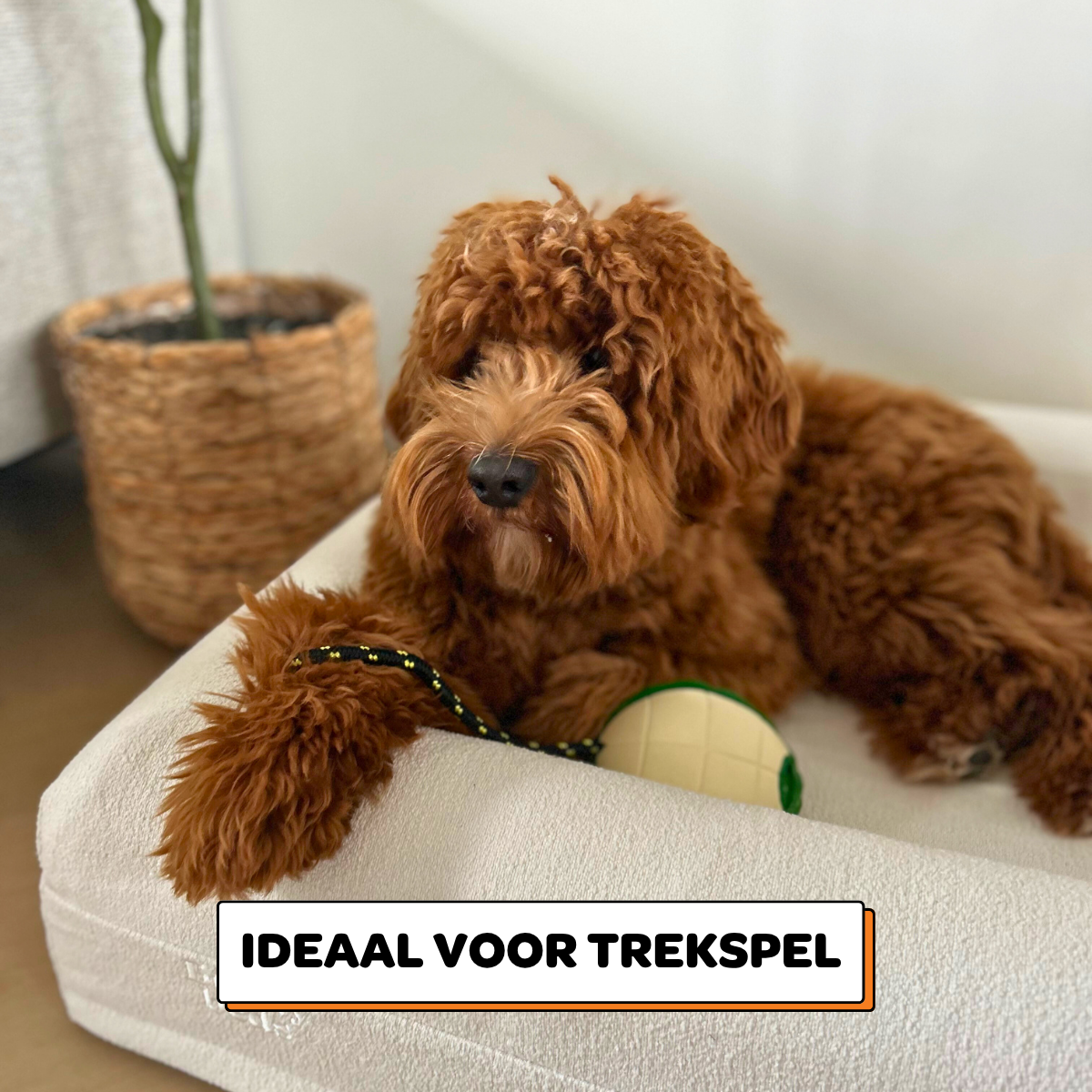 Franklin de Schildpad - Maat M