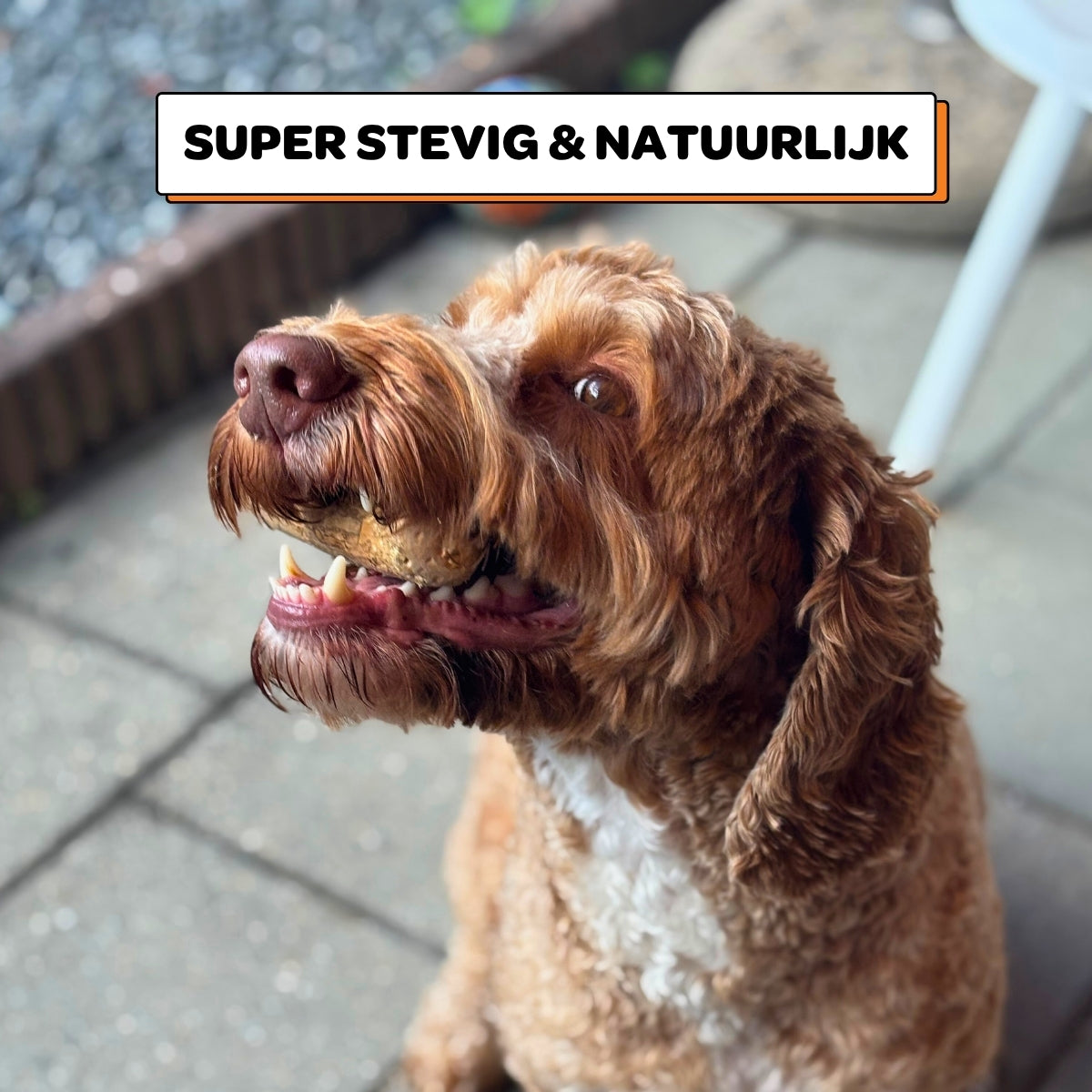 Koffiehouten Kauwstok - Maat S