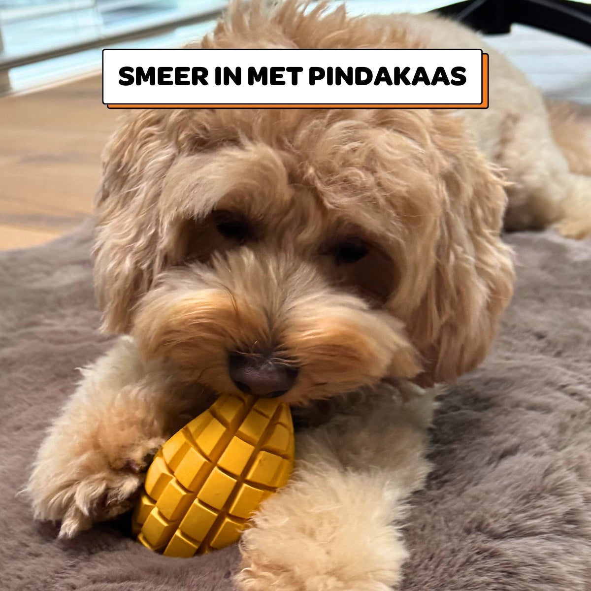 Max de Mango - Maat S