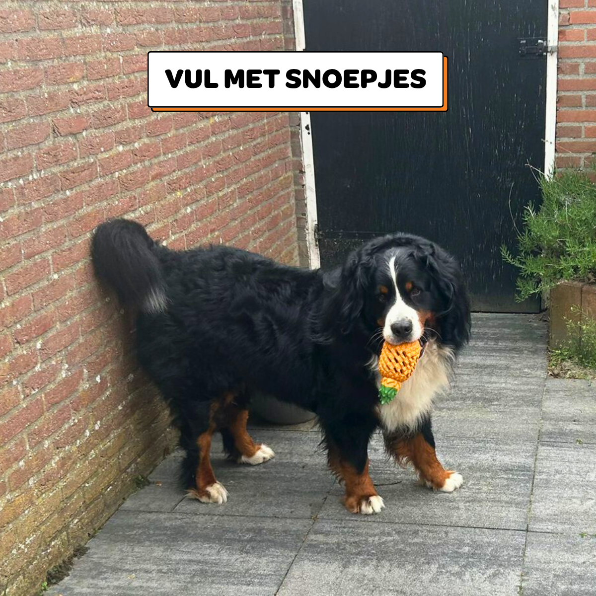 Anna de Ananas - Maat L