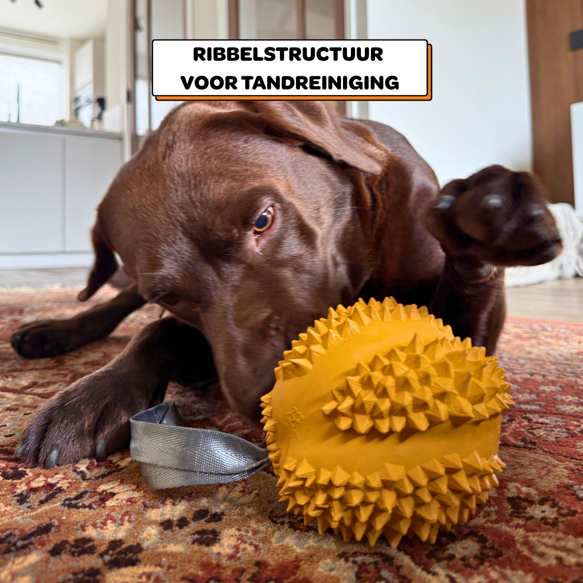 Odorius de Doerian - Maat L