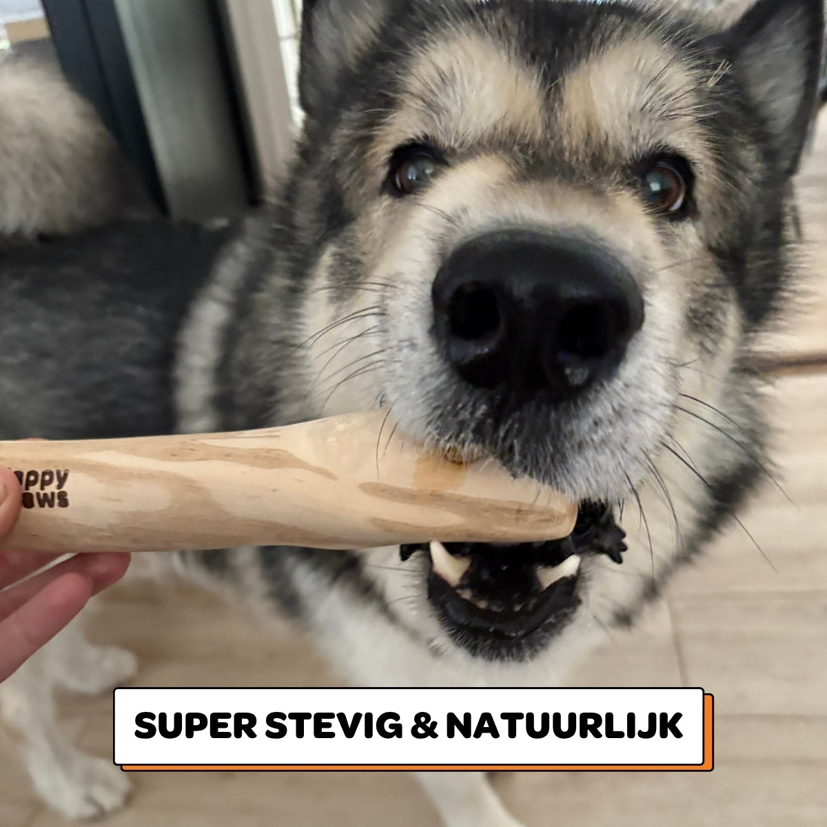 Koffiehouten Kauwstok - Maat M