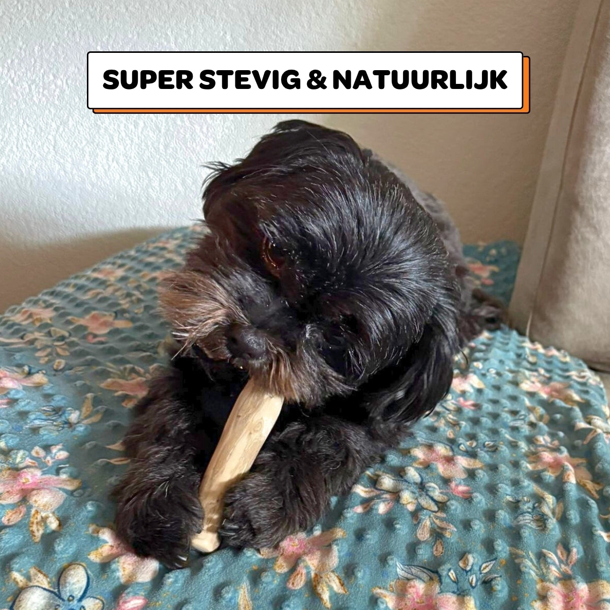 Koffiehouten Kauwstok - Maat XS