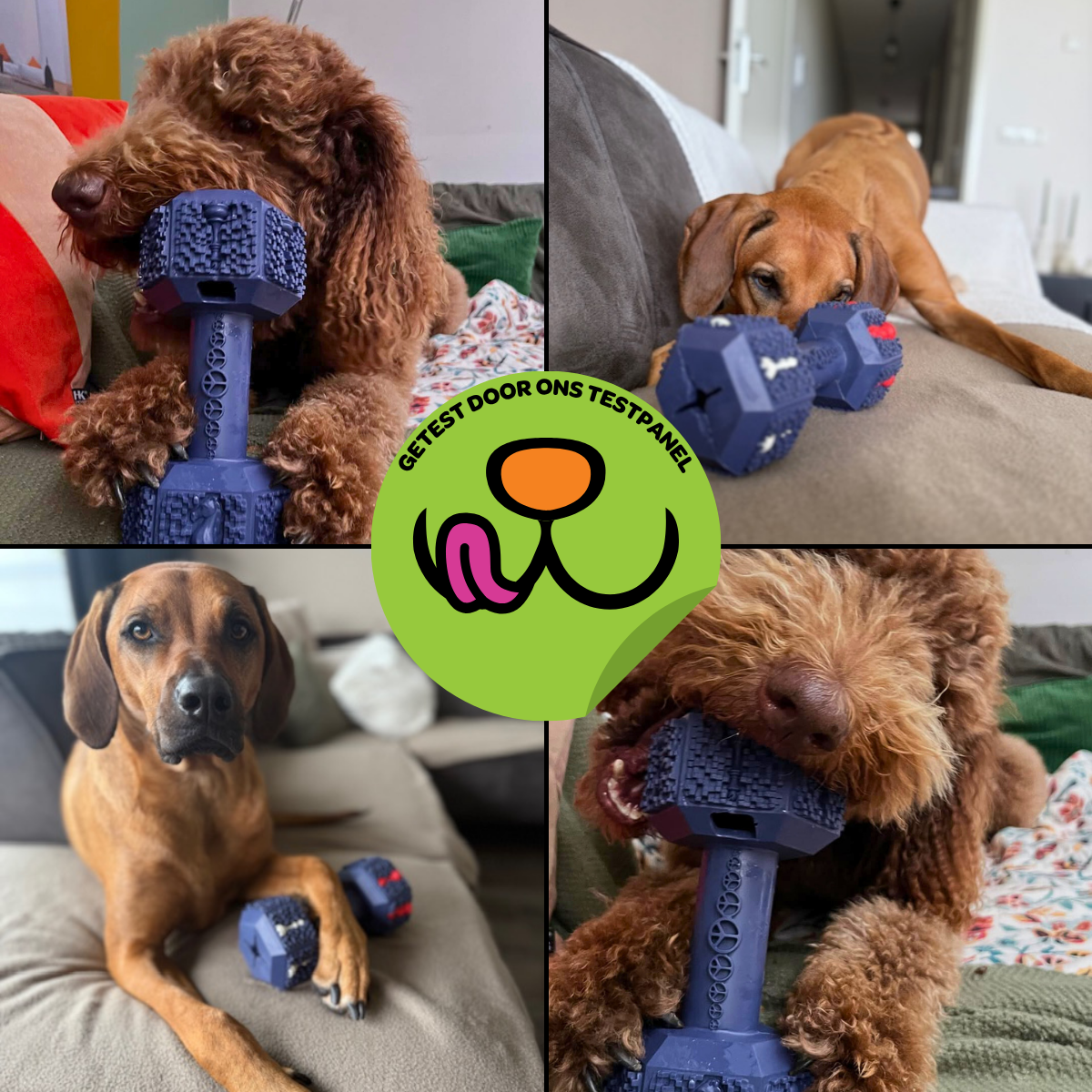 Arnold de Dumbbell - Maat L