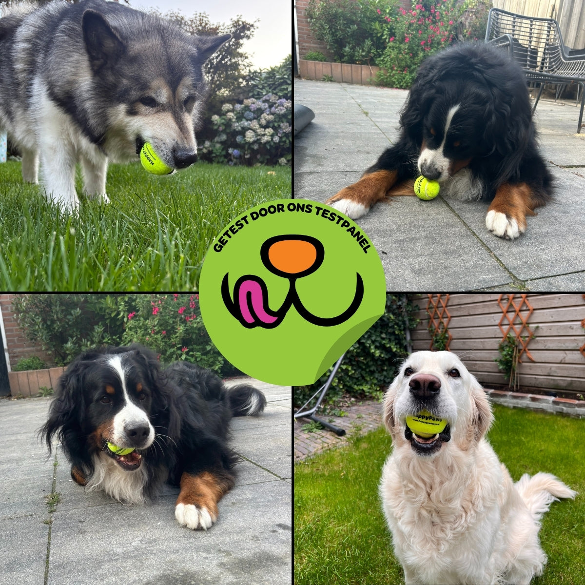 Honden Tennisballen