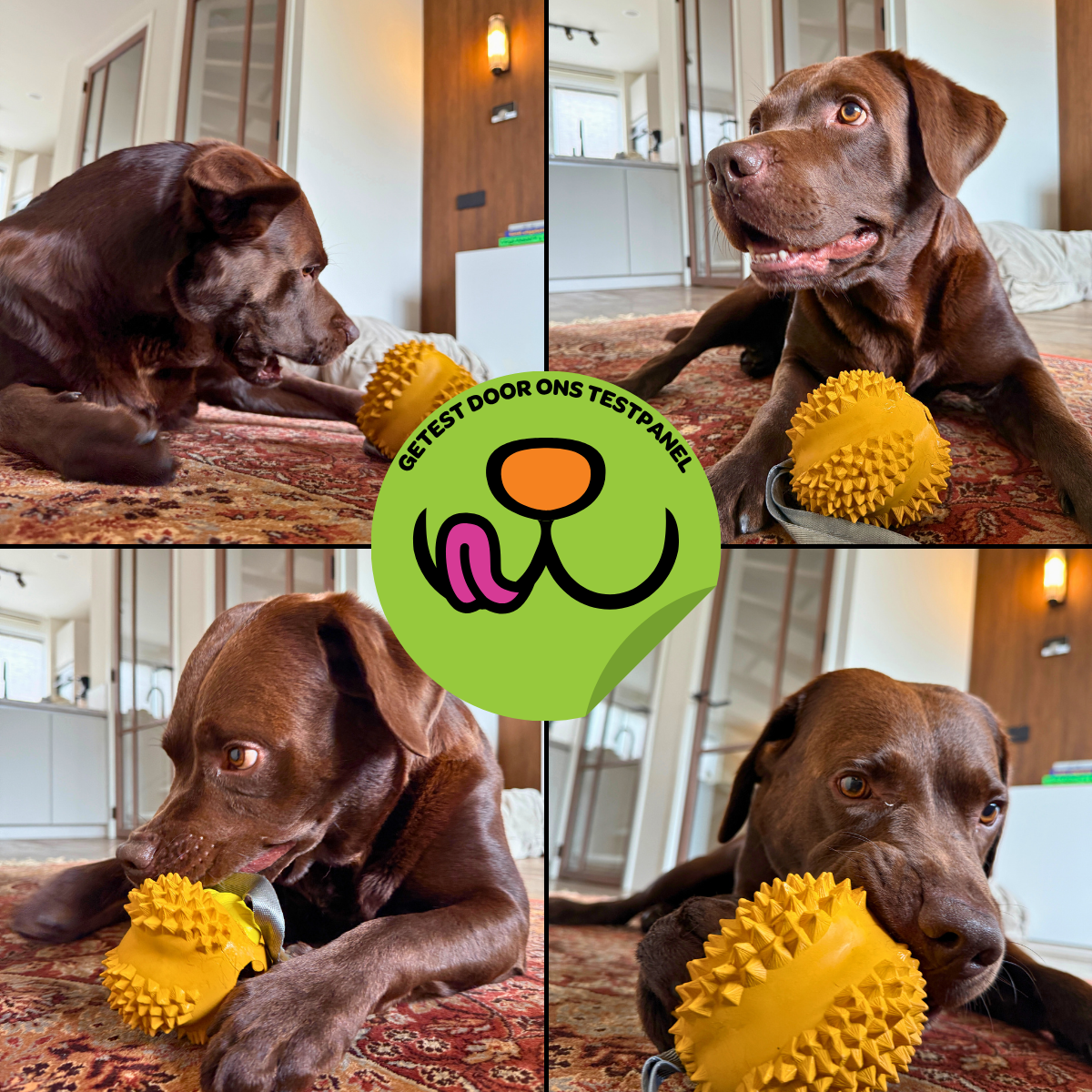 Odorius de Doerian - Maat L